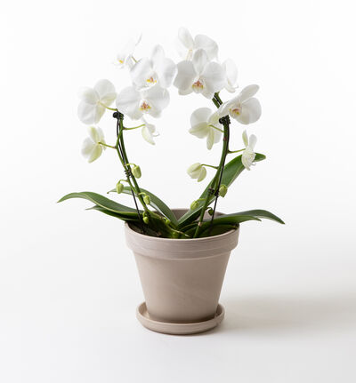 Hvit orkide i terrakotta potte Hvit orkide i terrakotta potte